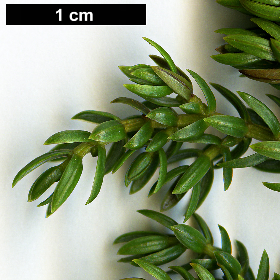 High resolution image: Family: Cupressaceae - Genus: Juniperus - Taxon: brevifolia